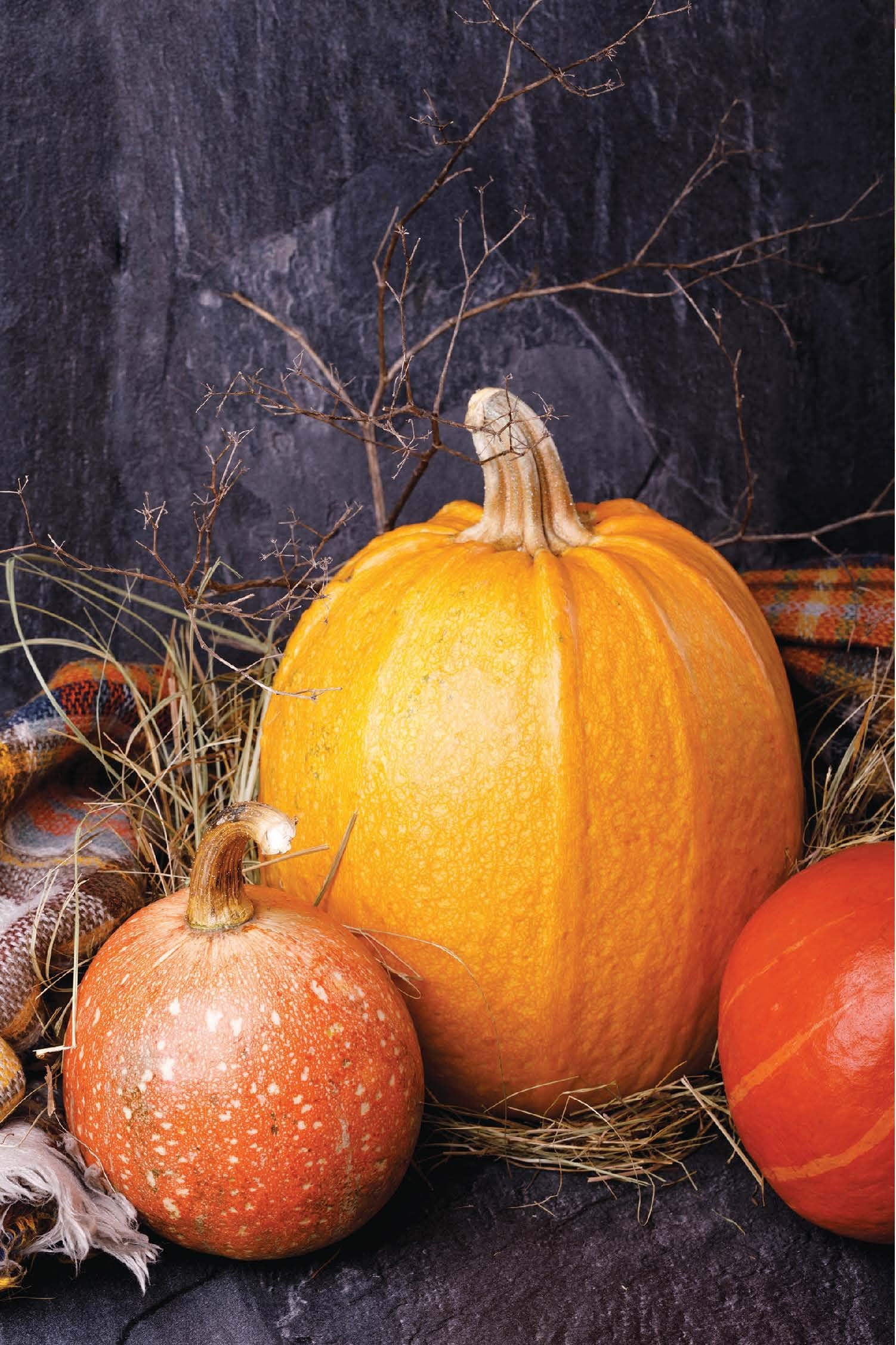 Devotions for the Fall: Celebrate the Harvest Season with Gratitude and Joy (A 40-Day Devotional) - Image 19